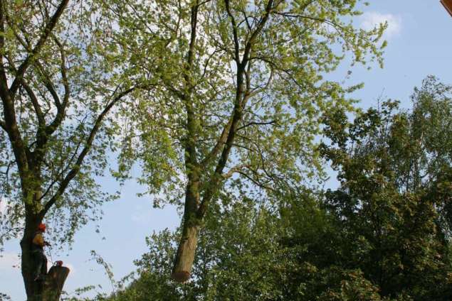 bomen rooien hovenier Valburg Vaasen Ulft Ughelen Udeel Twello Tweesluizen Tuil Trutjeshoek Tricht Tonsel Tongeren Tonden Tolkamer Toldijk Tiengeboden Tiel